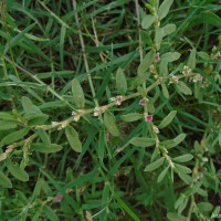 Polygonum plebeium R.Br.